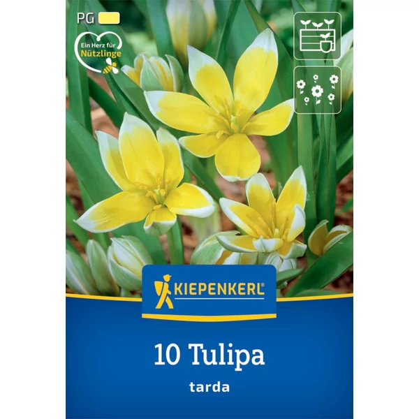 kiepenkerl tarda botanikai tulipán virághagyma