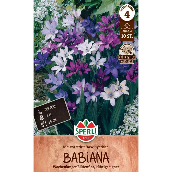 Sperli Kew Hybriden Babiana stricta páviángyökér