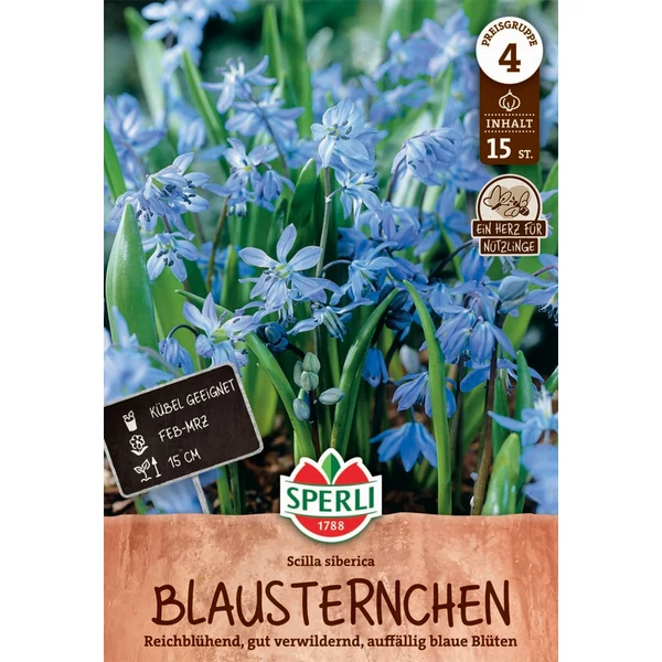 Sperli Blausternchen - kék bókoló csillagvirág virághagymák