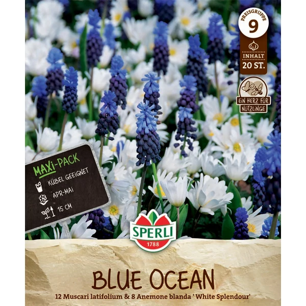 Sperli Blue Ocean gyöngyike/szellórózsa virághagyma Maxi Pack