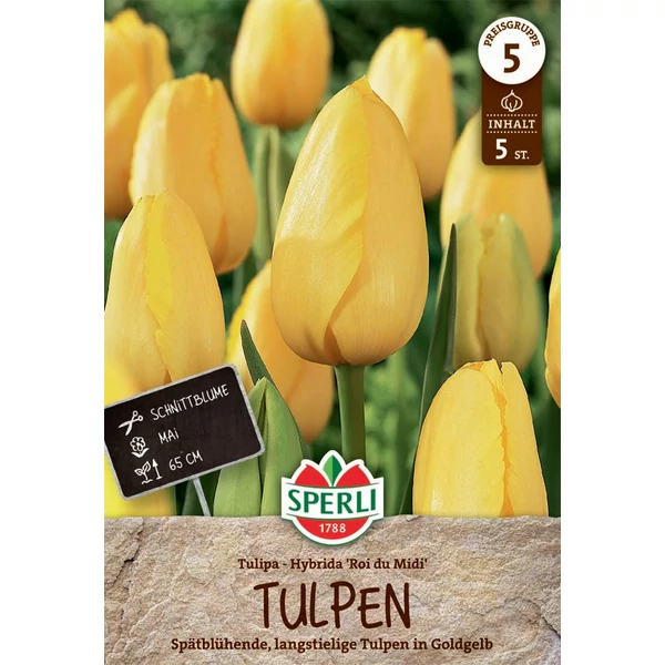 Sperli Premium Roi du Midi kései tulipán virághagyma