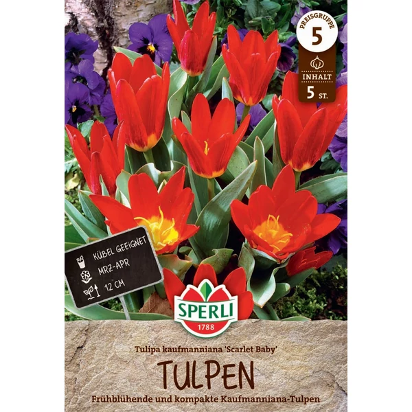  Scarlet Baby botanikai tulipán virághagyma