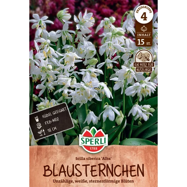 Sperli Scilla siberica Alba - bókoló csillagvirág virághagymák