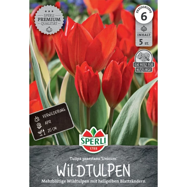 Unicum botanikai tulipán virághagyma