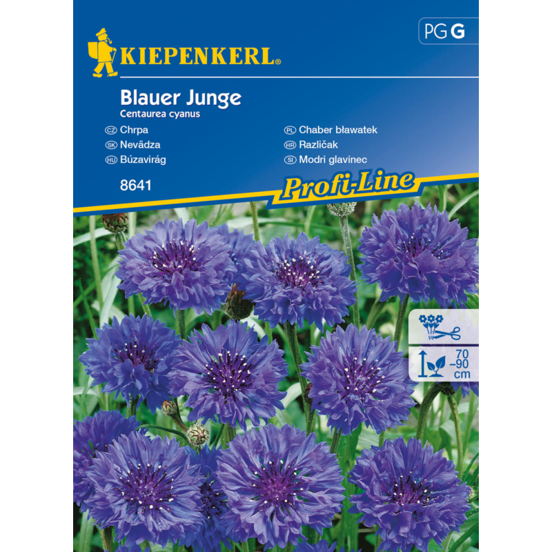 Blauer Junge búzavirág vetőmag