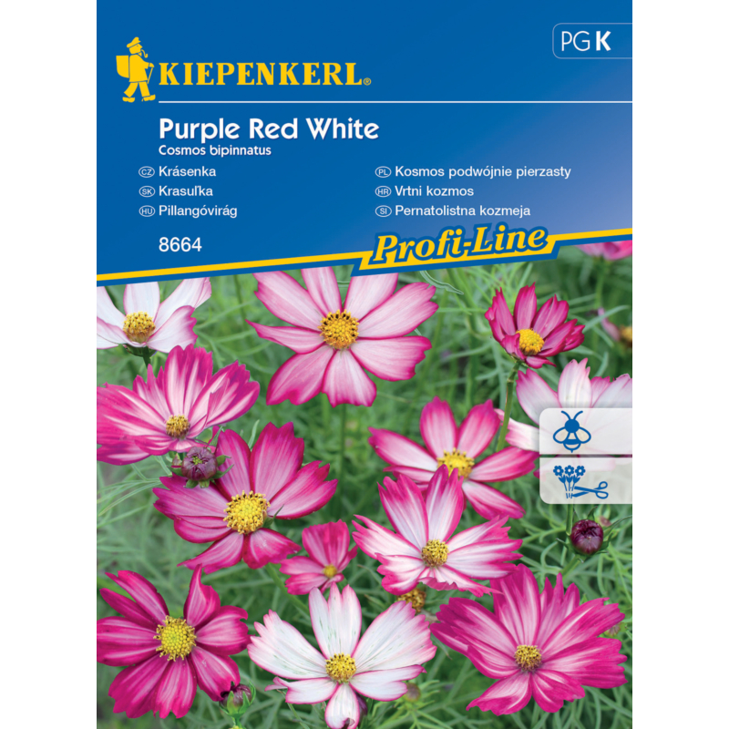 purple red white pillangóvirág
