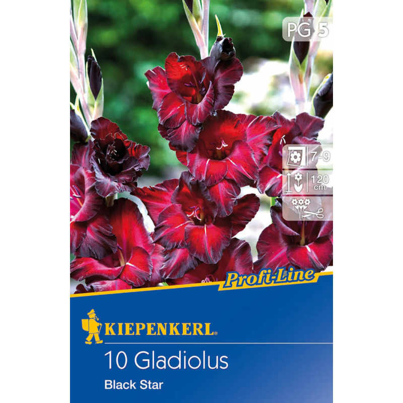 Black Star holland kardvirág virághagymák
