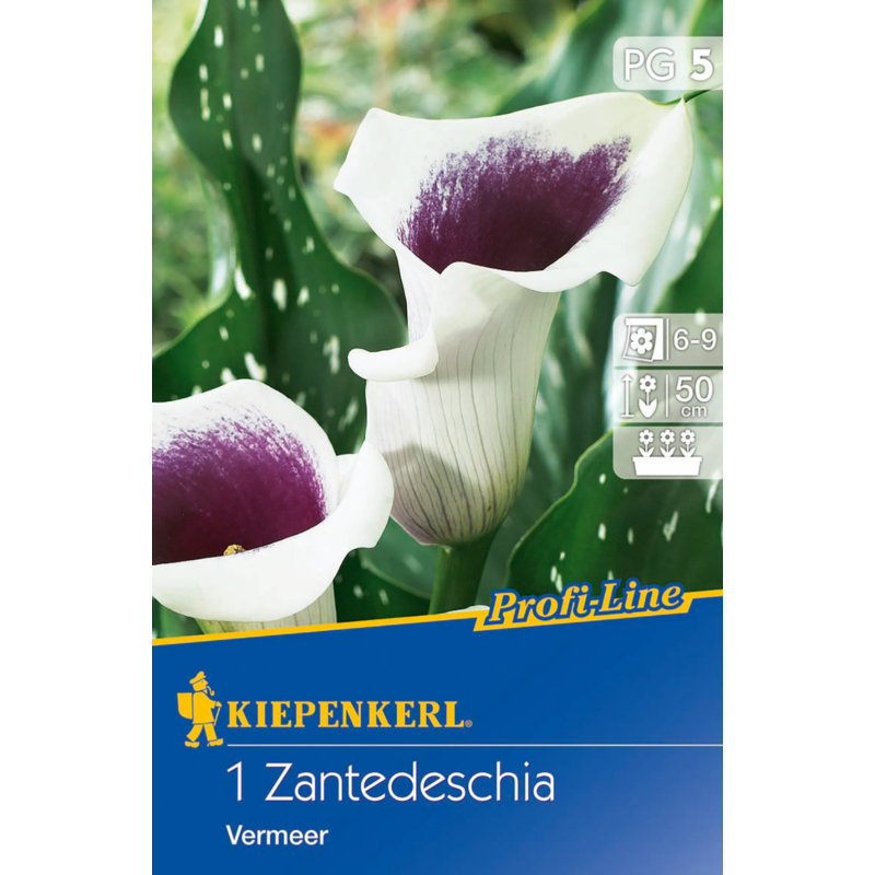 vermeer kála virághagyma