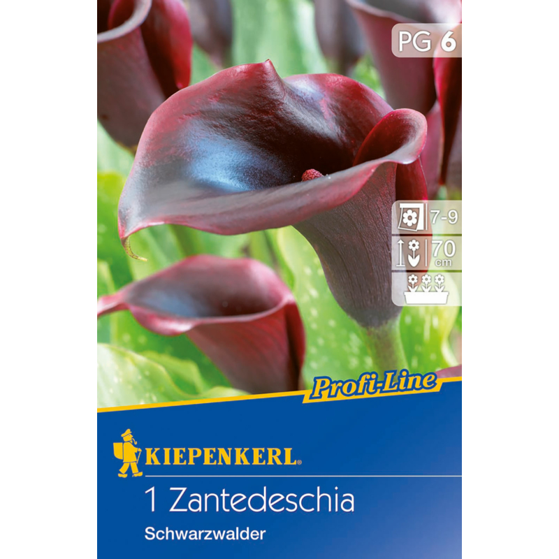 Zantedeschia Schwarzwalder kála virághagyma