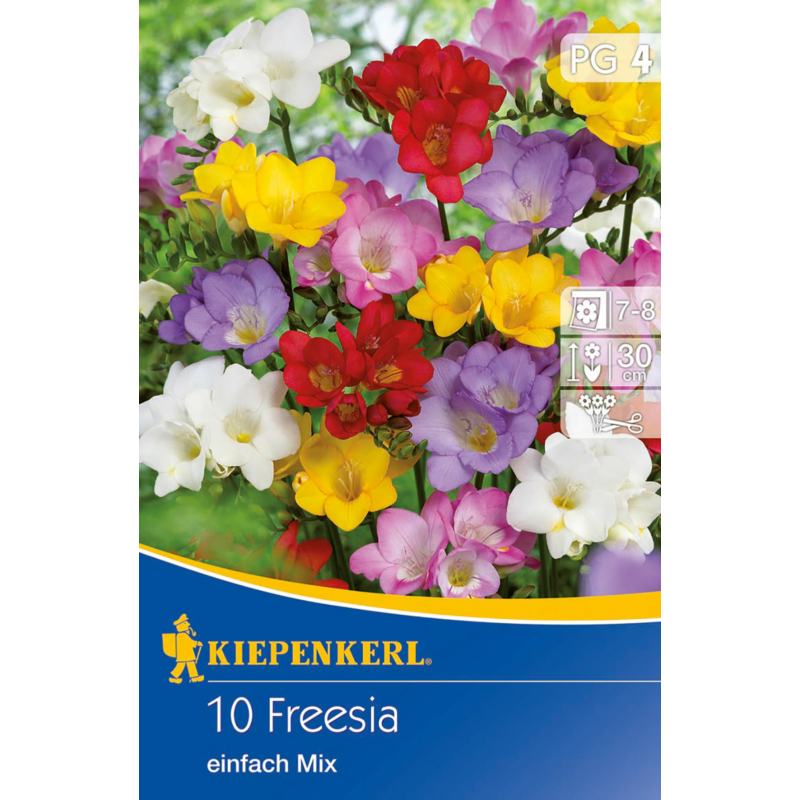 Freesia einfach Mix virághagyma keverék