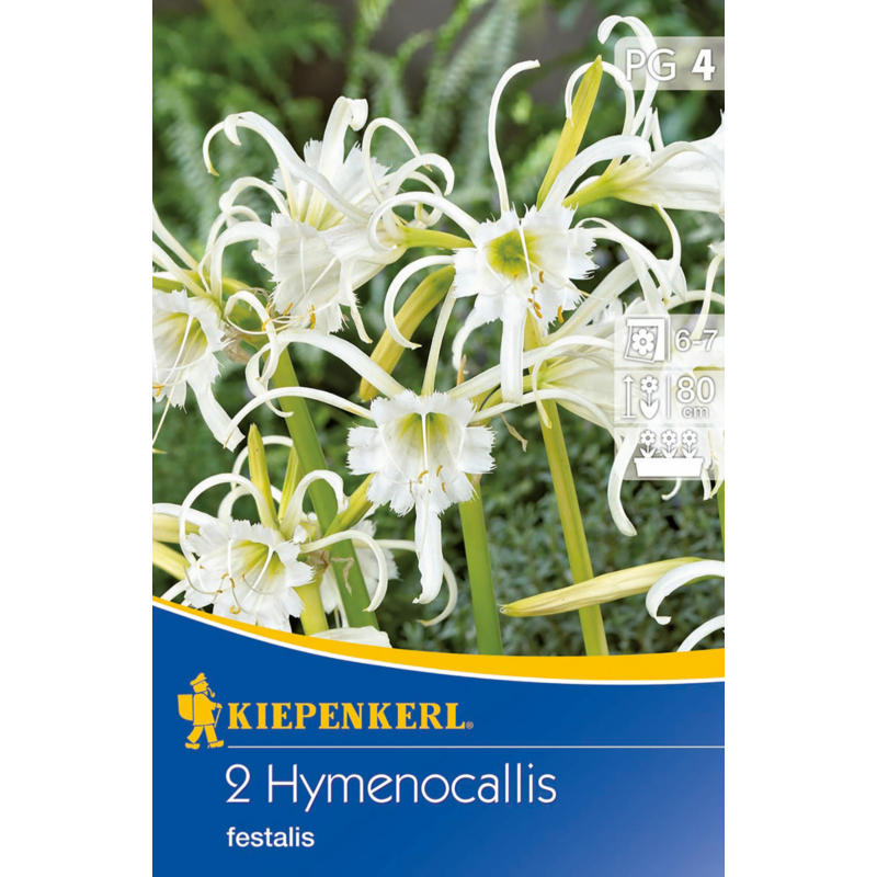  Hymenocallis Ismene pókliliom virághagymák
