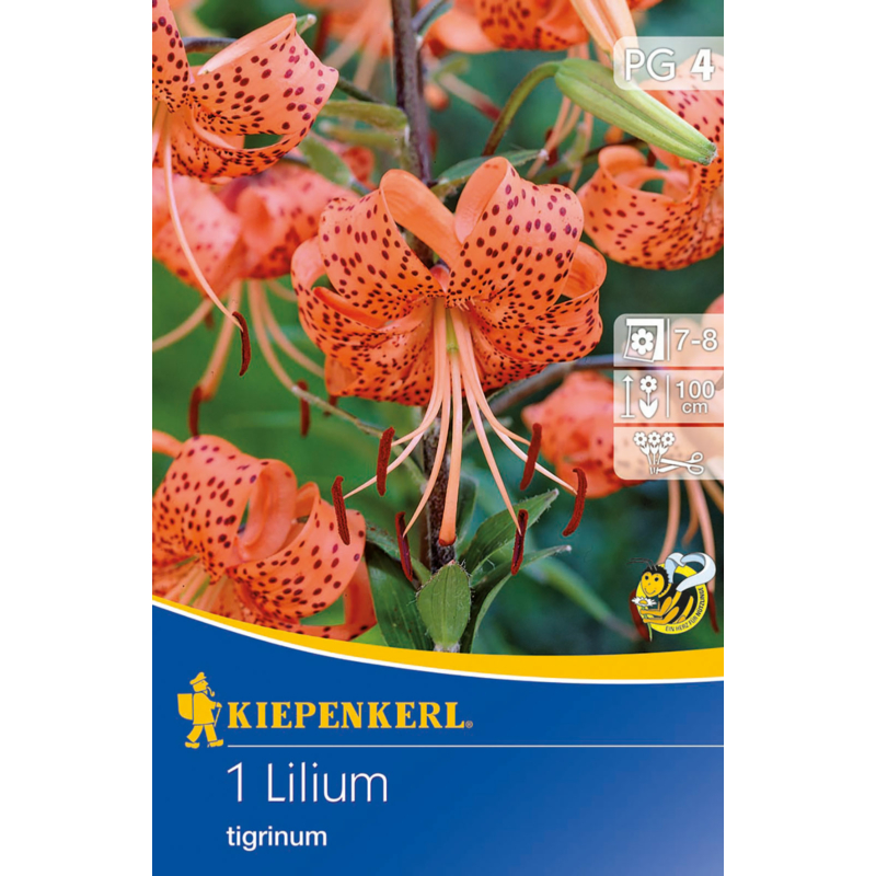 Tigerlilie tigrisliliom virághagyma