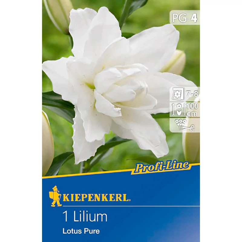 Lotus Pure liliom virághagyma