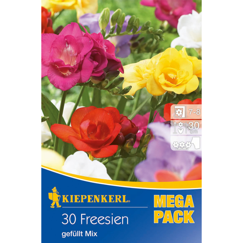Freesia gefüllt Mix frézia virághagymák