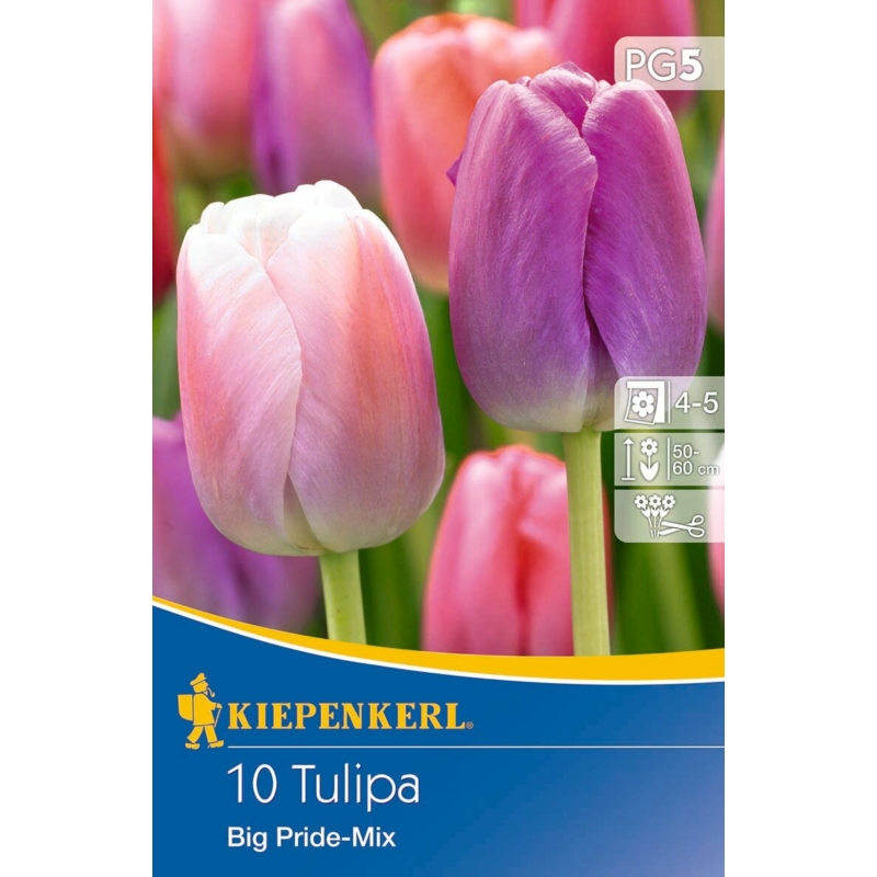 kiepenkerl big pride tulipán virághagymák