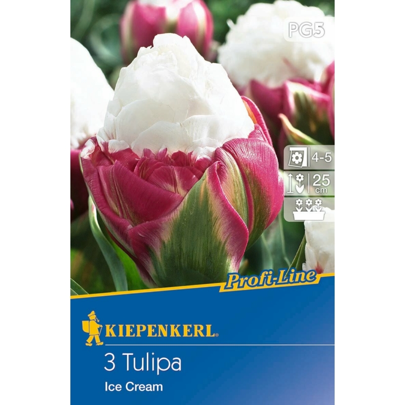 Kiepenkerl Ice Cream tulipán virághagymák