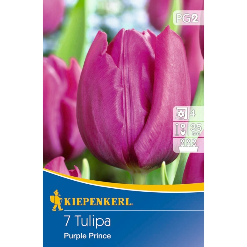 Kiepenkerl purple prince korai tulipán virághagymák