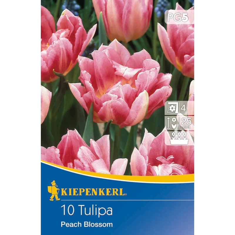 Kiepenkerl peach blossom korai tulipán virághagymák