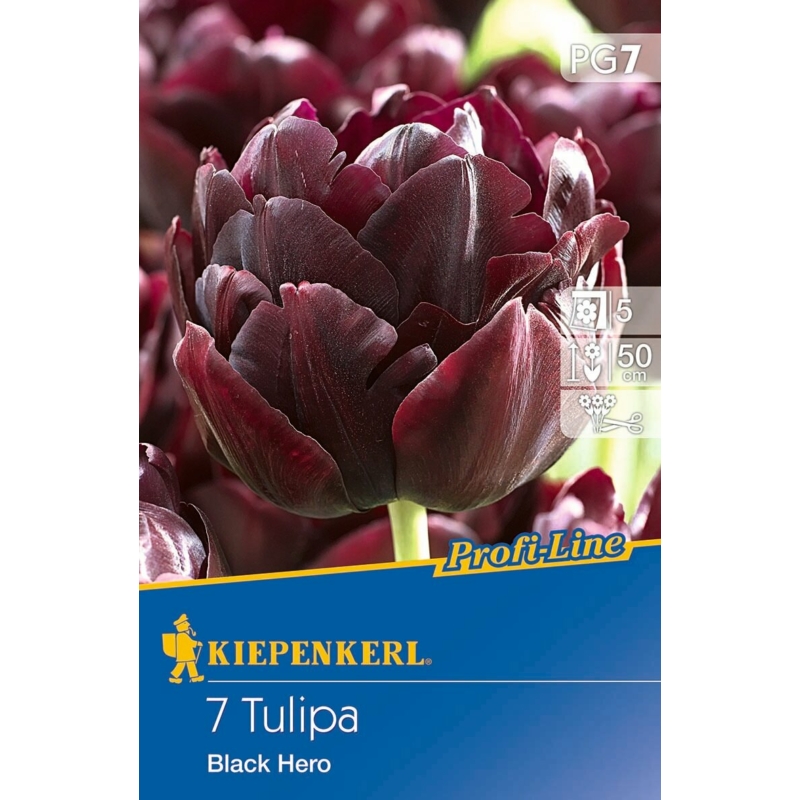 Kiepenkerl Black Hero tulipán virághagymák