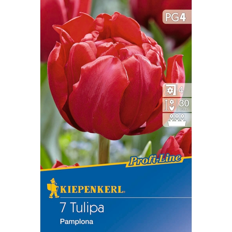 Kiepenkerl  Pamplona tulipán virághagymák