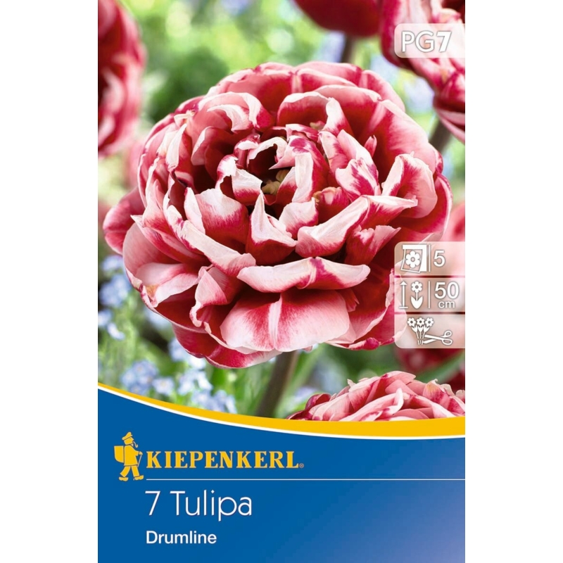 kiepenkerl drumline kései teltvirágú tulipán virághagymák