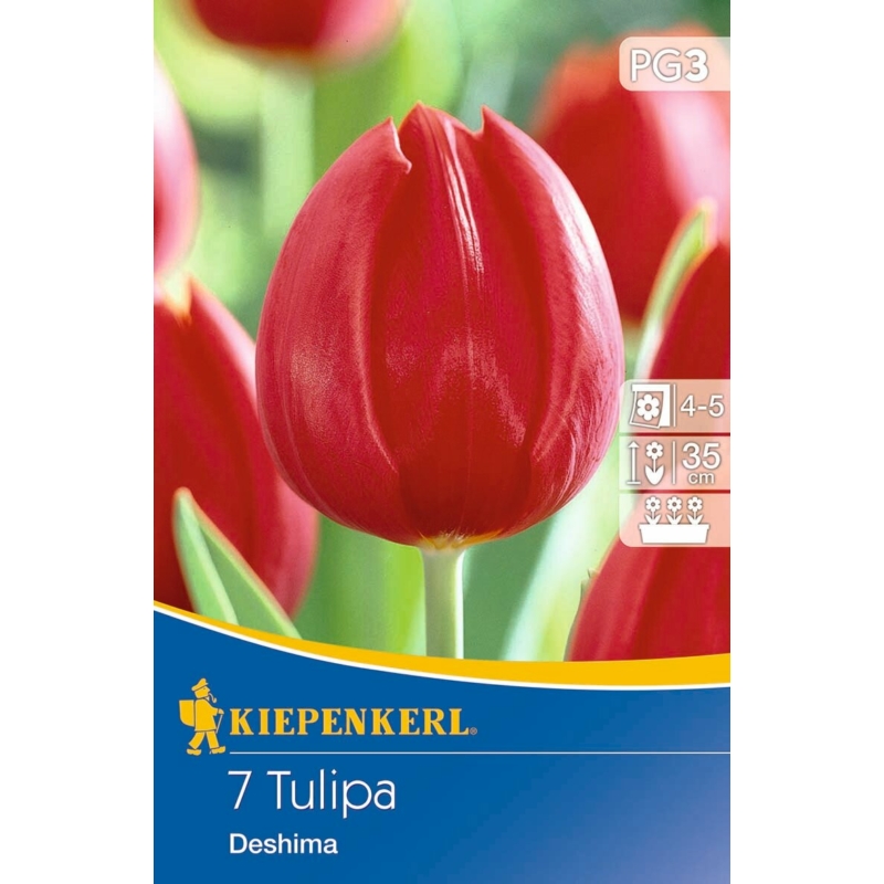 kiepenkerl deshima triumph tulipán virághagymák