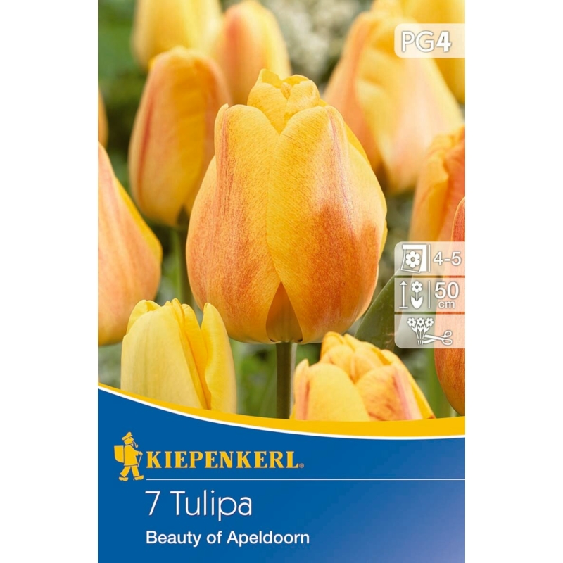 kiepenkerl beauty of apeldoorn darwin-hibrid tulipán virághagymák