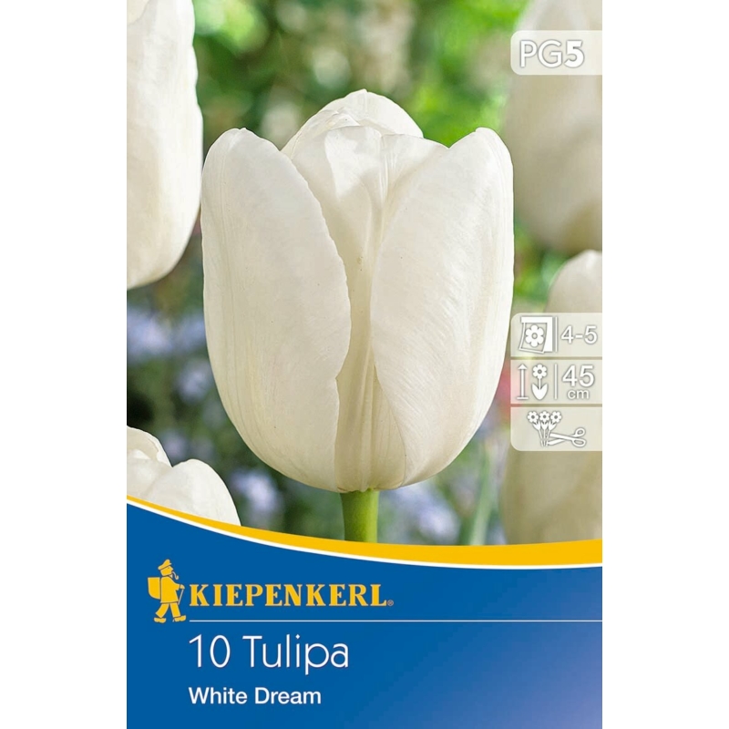 kiepenkerl white dream tulipán virághagymák
