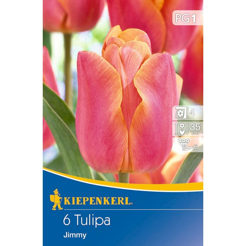 kiepenkerl jimmy triumph tulipán virághagymák