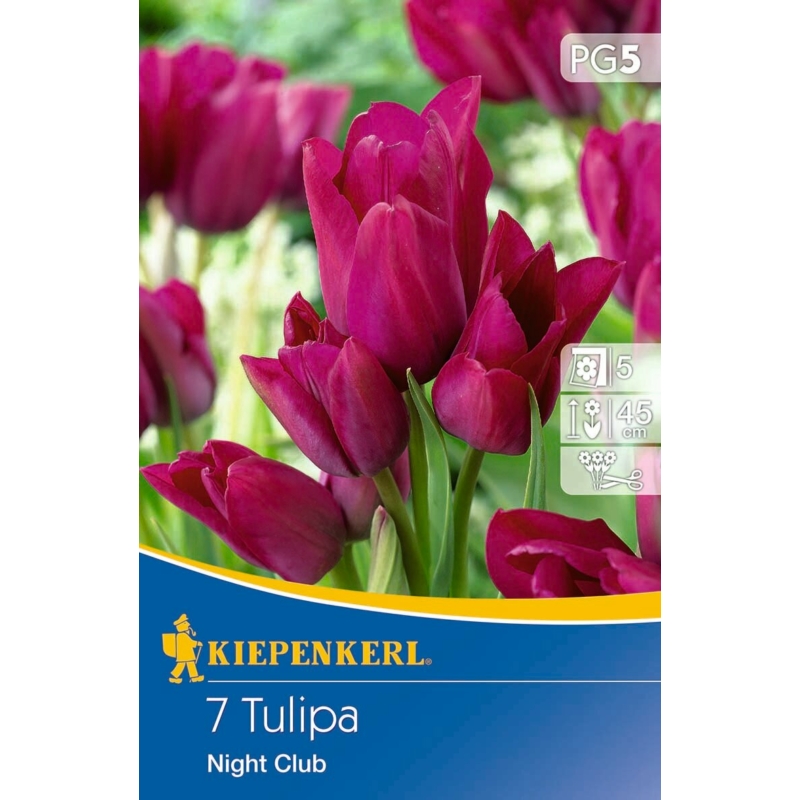 kiepenkerl night club csokros tulipán virághagymák