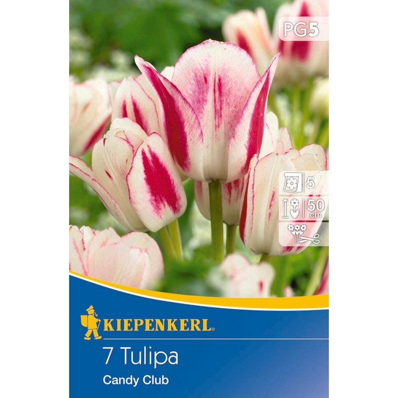 kiepenkerl candy club csokros tulipán virághagymák