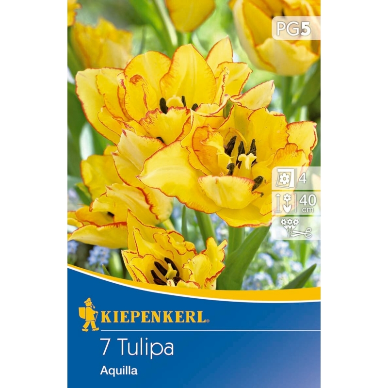 kiepenkerl aquilla csokros tulipán virághagyma
