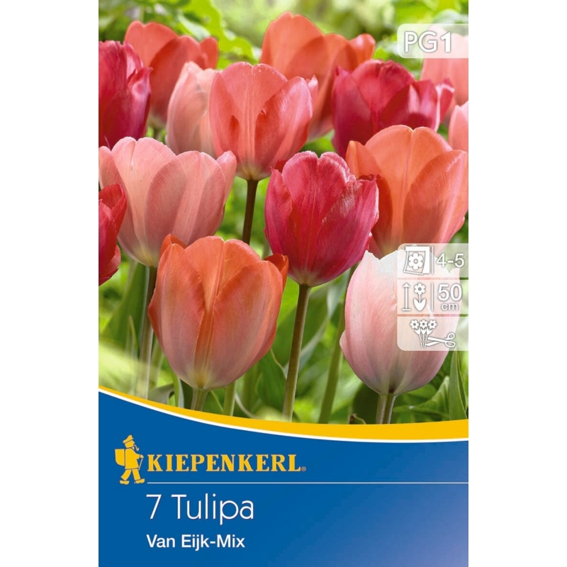 kiepenkerl van eijk mix darwin-hibrid tulipán virághagymák