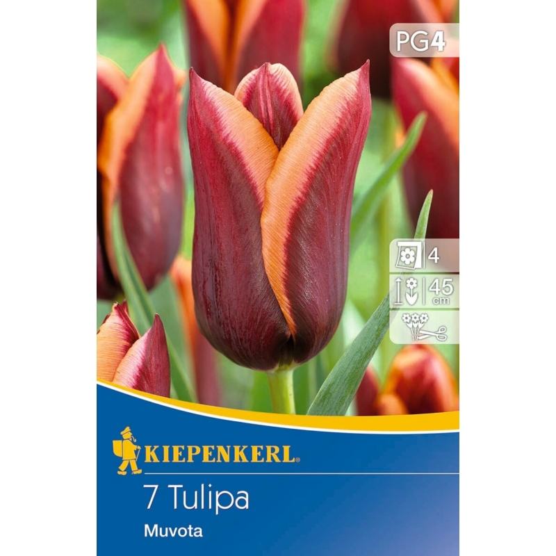 kiepenkerl muvota triumph tulipán virághagymák