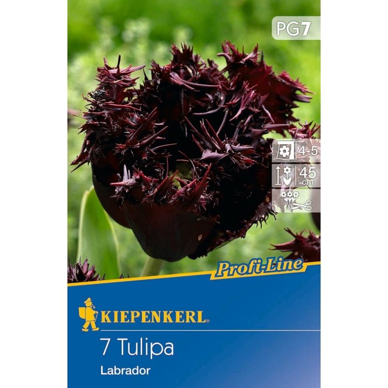 Kiepenkerl Labrador tulipán virághagymák