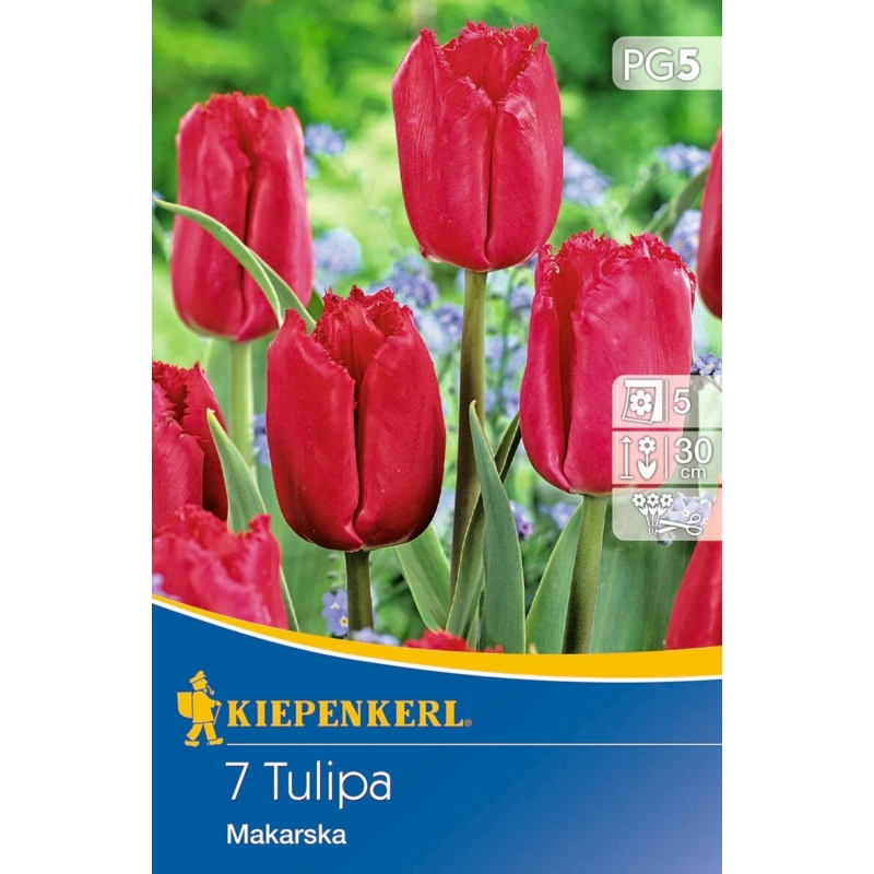 kiepenkerl makarska rojtos tulipán virághagymák