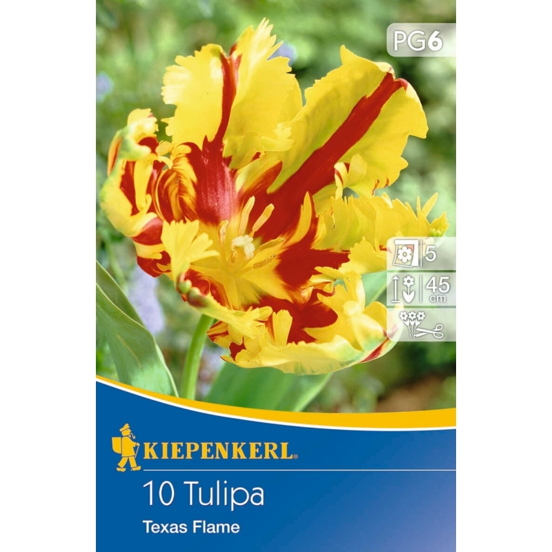 kiepenkerl texas flame papagáj tulipán virághagymák