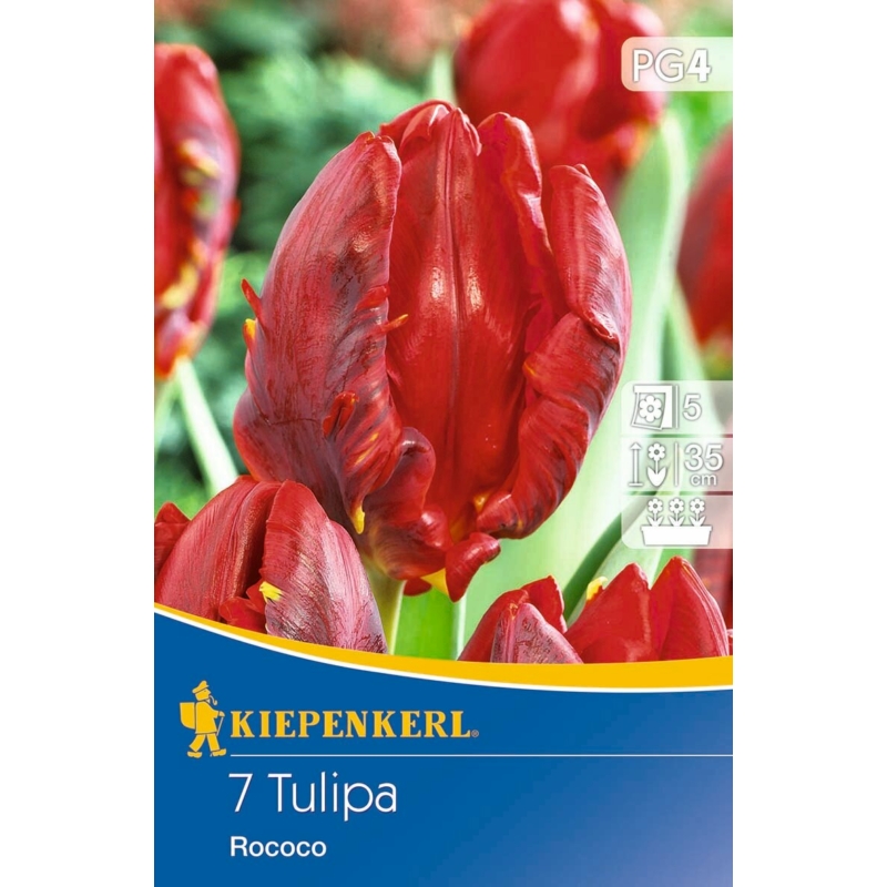 kiepenkerl rococo papagáj tulipán virághagymák