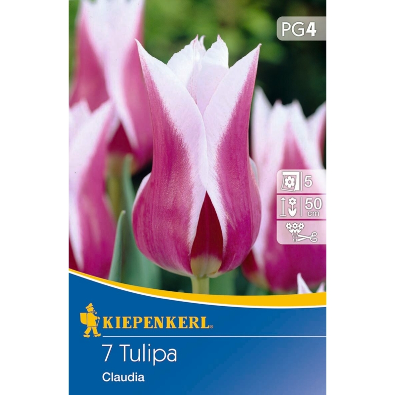kiepenkerl claudia liliomvirágú tulipán virághagymák