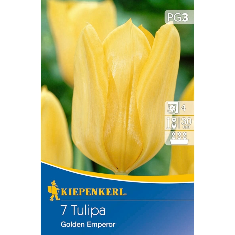 kiepenkerl golden emperor fosteriana tulipán virághagymák
