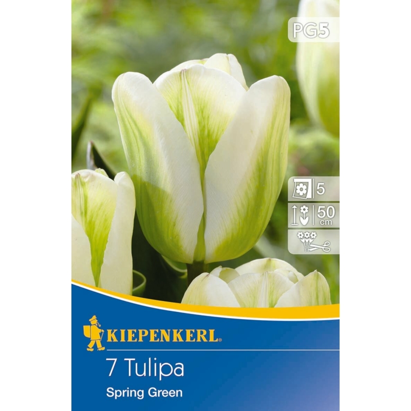 kiepenkerl spring green viridiflora tulipán virághagymák