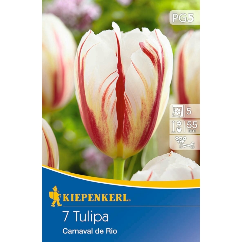 kiepenkerl carnaval de rio kései tulipán virághagymák