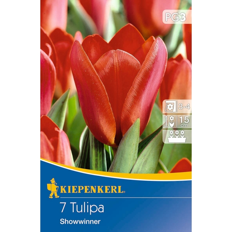 kiepenkerl showwinner kaufmann tulipán virághagymák
