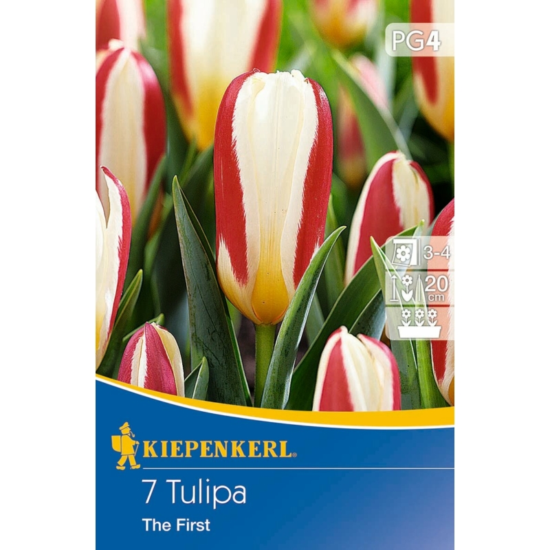 kiepenkerl the first kaufmann tulipán virághagymák