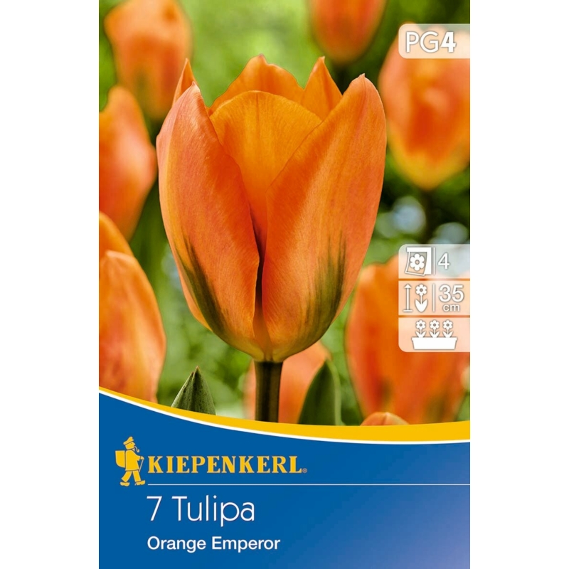 kiepenkerl orange kaiser fosteriana tulipán virághagymák
