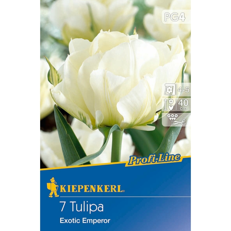 Kiepenkerl Exotic Emperor tulipán virághagymák