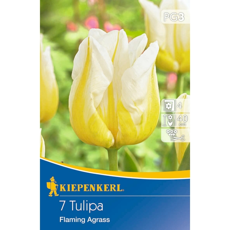 kiepenkerl flaming agrass triumph tulipán virághagymák