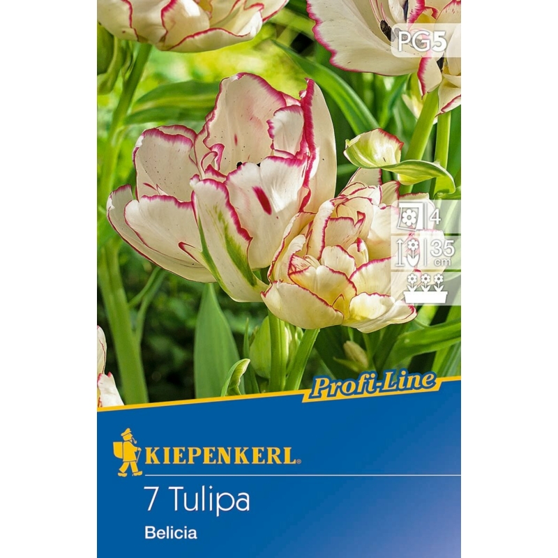 Kiepenkerl Belicia tulipán virághagymá