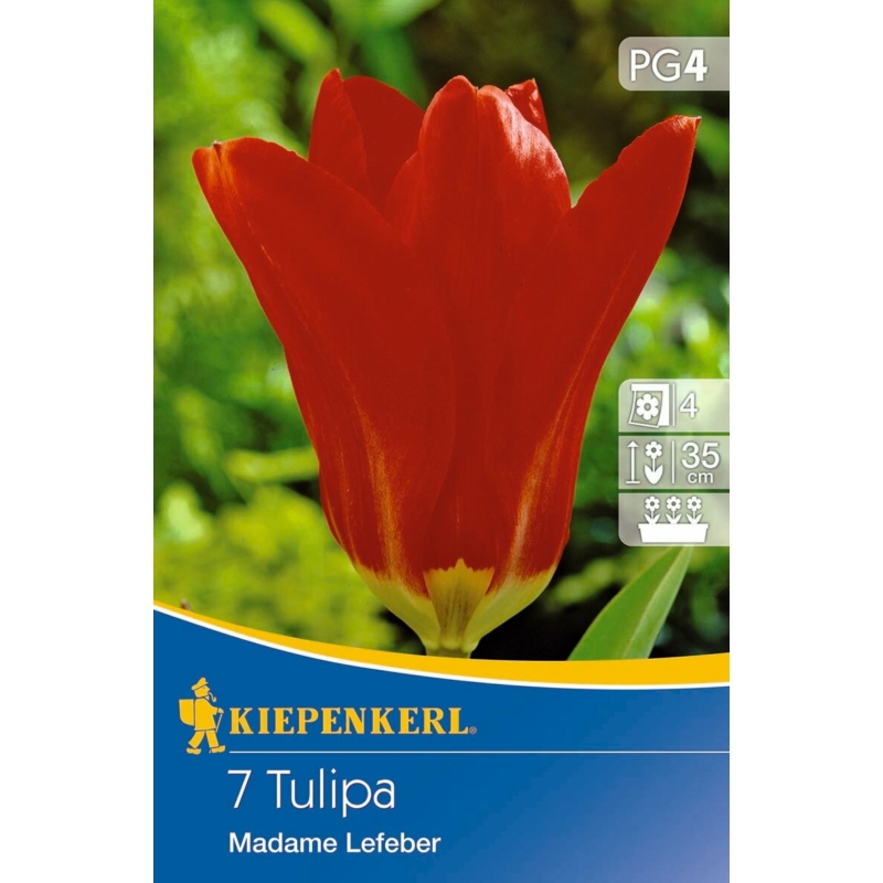 kiepenkerl roter kaiser fosteriana tulipán virághagymák
