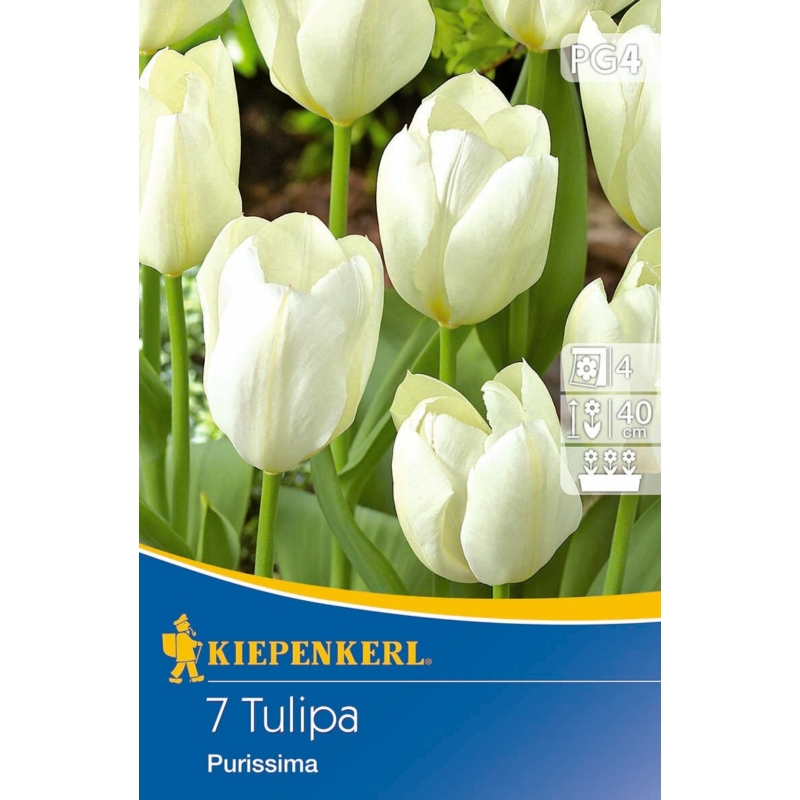 kiepenkerl weißer kaiser fosteriana tulipán virághagymák